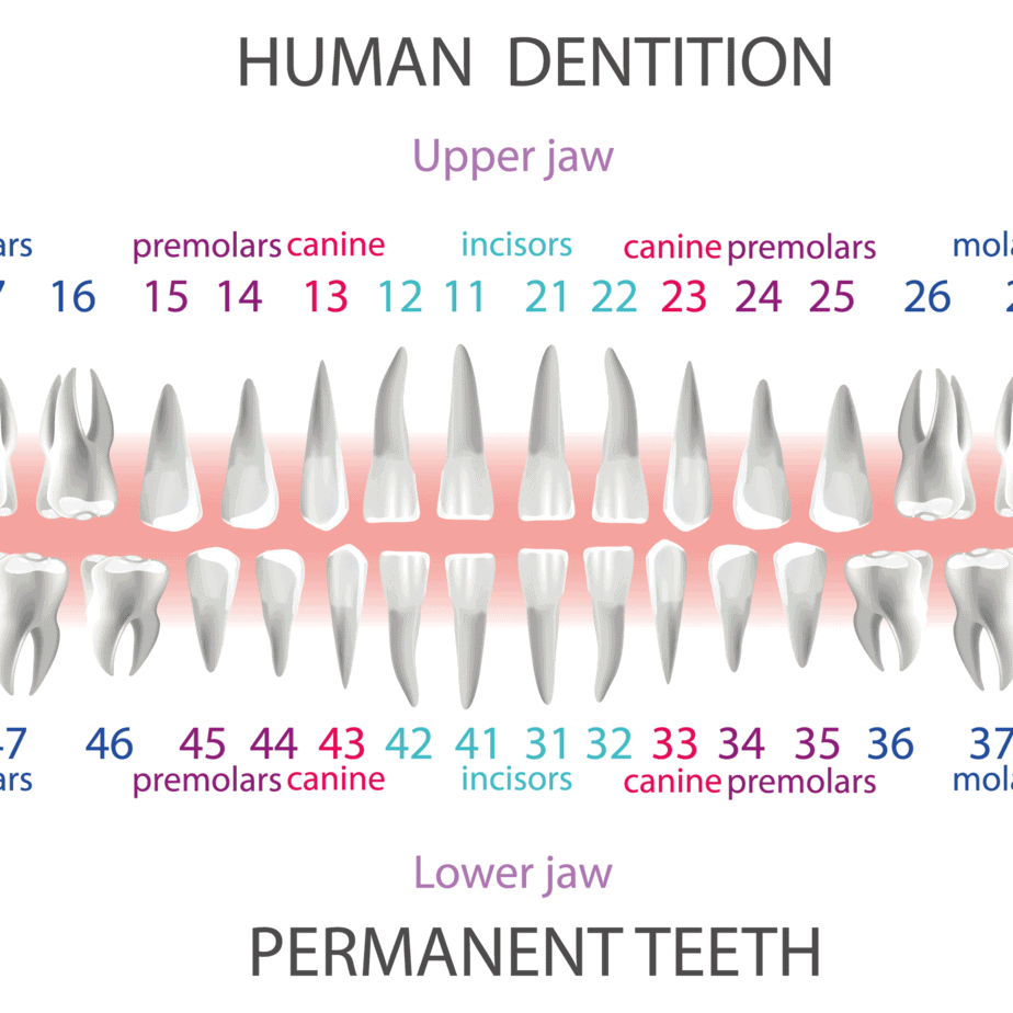 What No One Tells You About | What Do Dental Hygienists Do? | (2021 ...